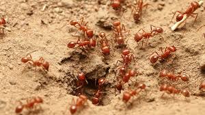 Ant macro photo