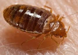 Bed bug macro photo